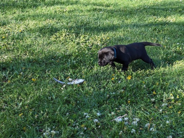 Ruby pointing Sharptail wing.jpg