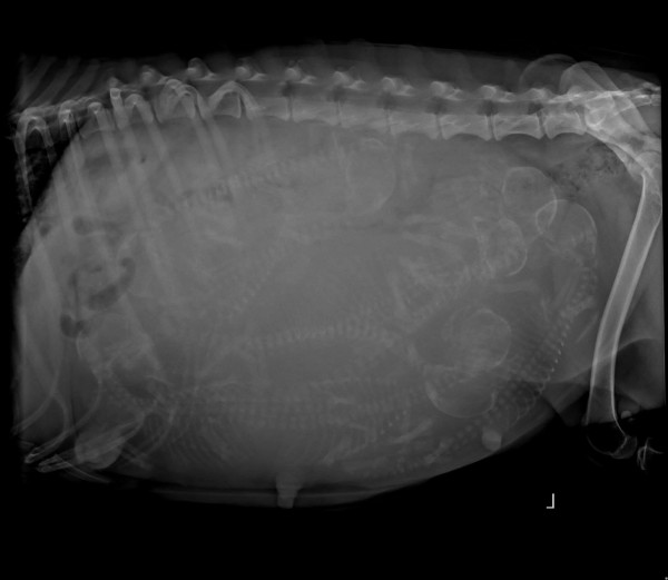 xrays.jpg