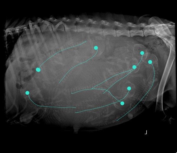 xraypupcount..jpg