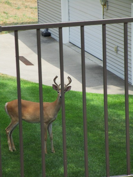 23 July 2026 backyard buck.JPG