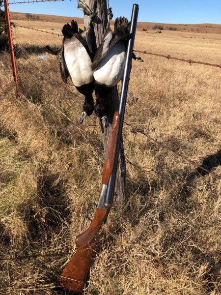 Sterlingworth 12 - Kansas Bluebills