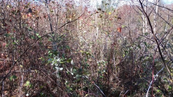 20191108_104807 (800x450) (800x450).jpg