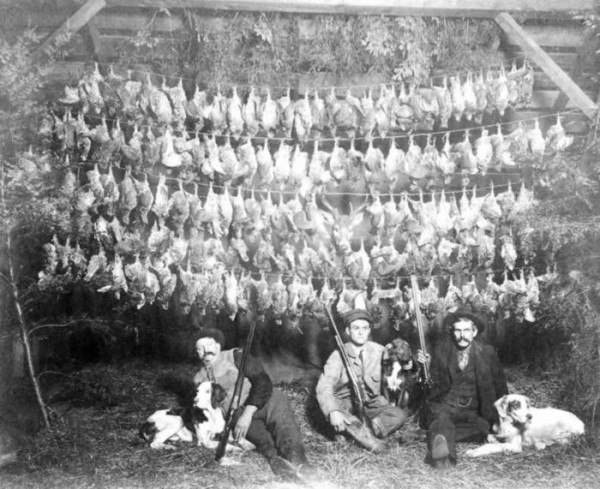 Michigan grouse 1917.jpeg