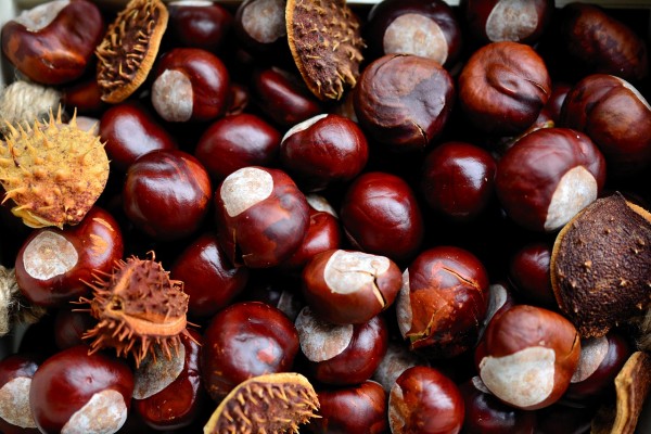 chestnuts.jpg
