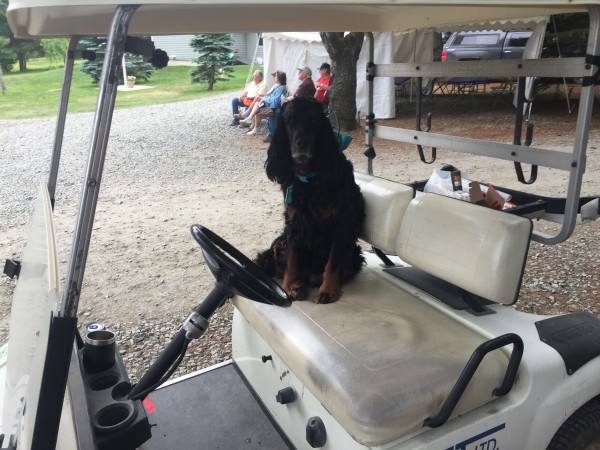 MY Boss...Ruby  being driven in the RST buggy...