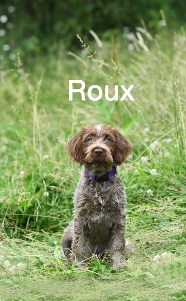 DSC_5132-3 small roux.jpg