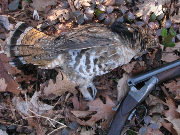 grouse-2.jpg