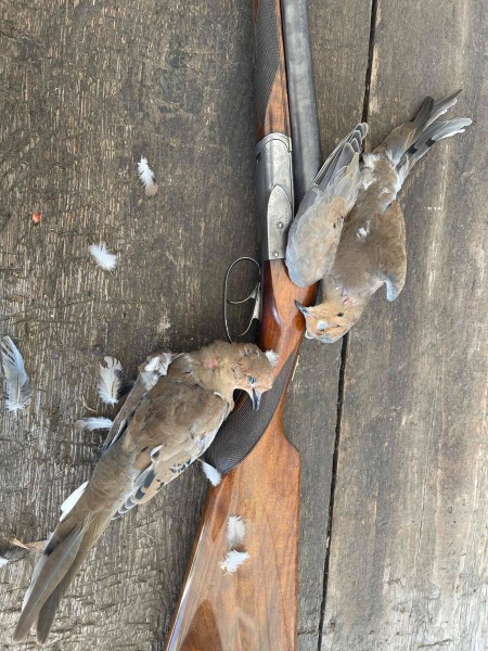 Fox-dove.jpg