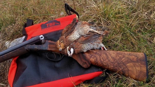 foxDfirsttimecloseup (1).jpg